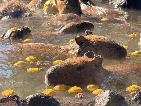 柚子湯に入るカピバラ 柚子湯に入るカピバラ 温泉カピバラ,ゆず湯,カピバラの写真素材