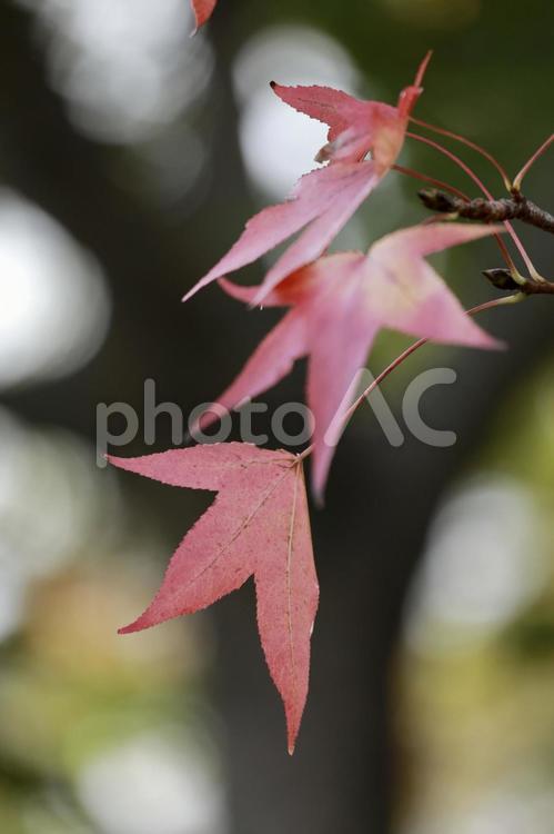 秋の赤い紅葉。もみじ 紅葉,きれい,日本の写真素材