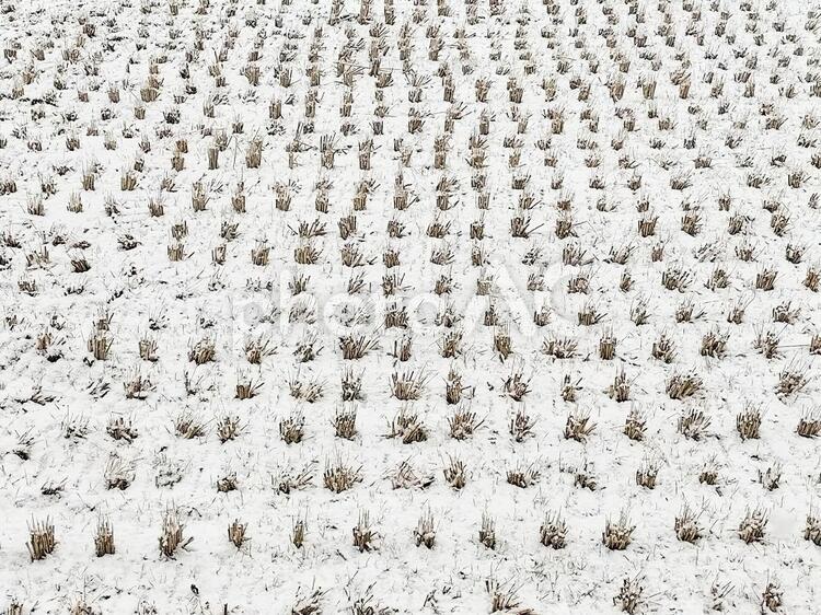 雪が積もった稲刈り後の畑 畑,稲刈り後,冬の写真素材