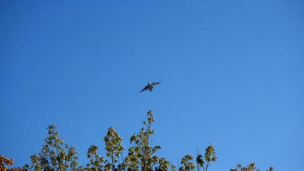 Blue sky, autumn sky, leaves that have begun to color, airplanes, Sayama city, parks Blue sky, autumn sky, leaves that have begun to color, airplanes, Sayama city, parks
