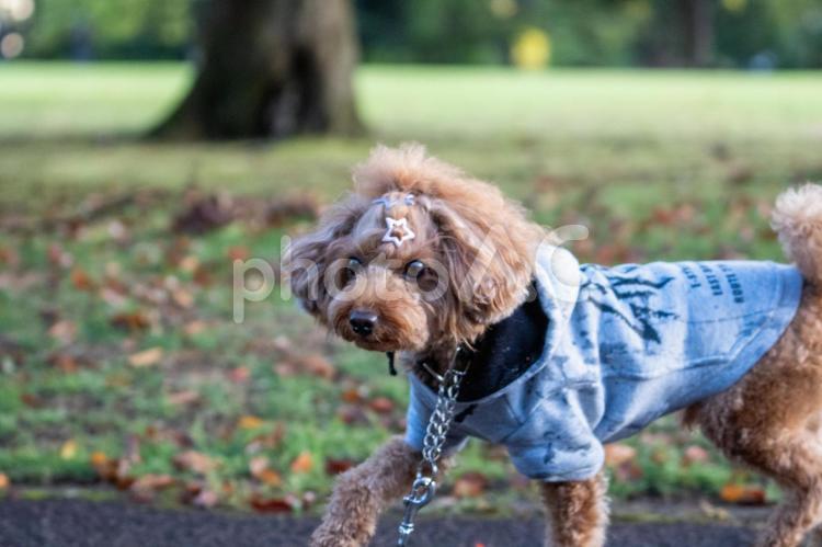 秋の公園で散歩するトイプードル トイプードル,トイプー,秋の写真素材