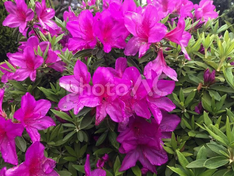 雨上がりのつつじ ツツジ,つつじ,花の写真素材