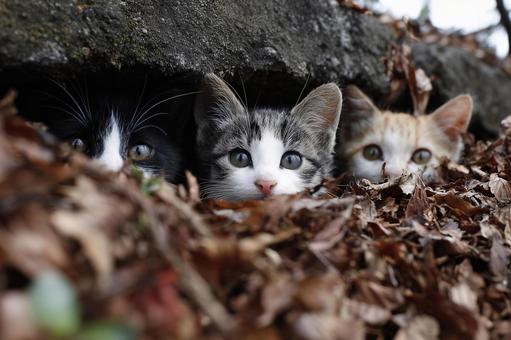 石の隙間から顔を出し見つめる子猫たちの写真