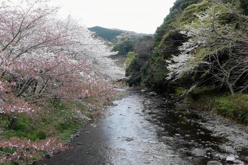 幻想的な里山の桜並木 幻想的な里山の桜並木 桜並木,里山,桜の写真素材
