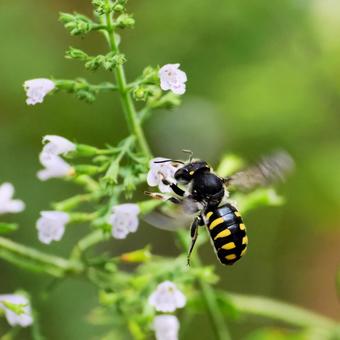 Photo, common bee, bee, insect, 
