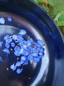 青い花びら 青い花びら 露草,ツユクサ,つゆ草の写真素材