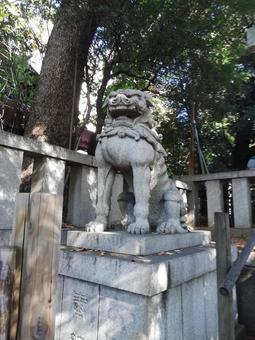 渋谷氷川の狛犬阿 渋谷氷川の狛犬阿の写真