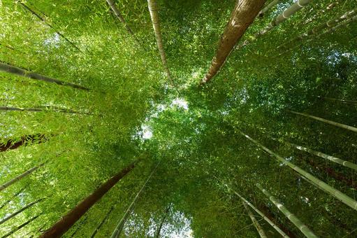 木陰の安らぎ 木陰の安らぎの写真