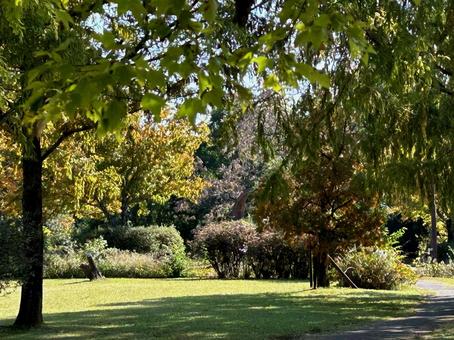 秋の散歩道 散歩道,公園,11月の写真素材
