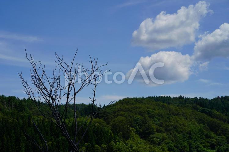 山の上の雲（左手前に木の枝）　４ 山,雲,白雲の写真素材