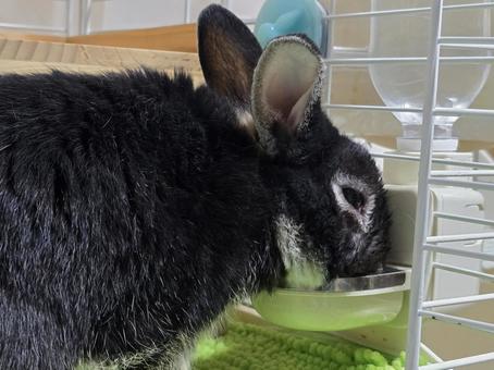 水を飲むうさぎ うさぎ,ウサギ,草食動物の写真素材