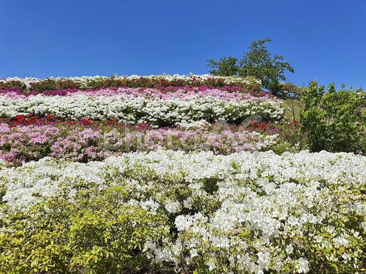 黒潮公園　つつじ　花 ピンク,つつじ,春の公園の写真素材