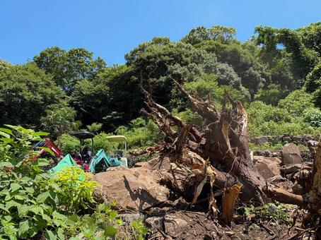 開墾中の耕作放棄地 根っこ,木の根,抜根の写真素材