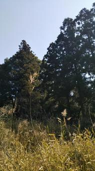 森林 森林 の写真