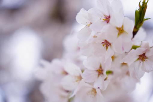 桜のある公園 桜のある公園の写真