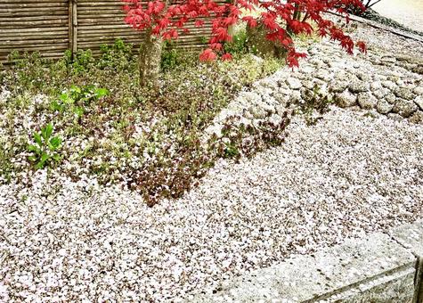 Photo, শরত রং, শরৎ, চেরি blossoms এর পাপড়ি, 