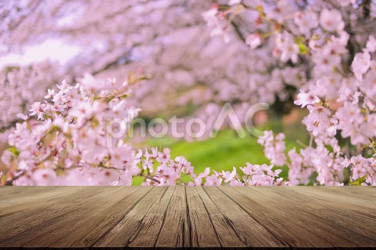 背景　テーブルと桜 背景,テーブル,ギフトの写真素材
