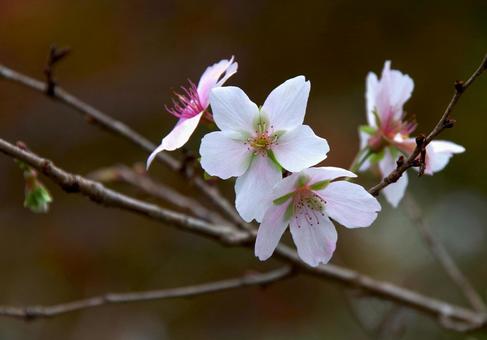 サクラ 'シキザクラ' サクラ 'シキザクラ' サクラ,シキザクラ,桜の写真素材