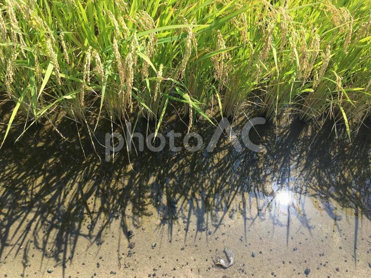 田んぼ 稲,草,自然の写真素材