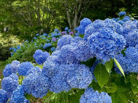 Wakayama Drive-in Hanazono Hydrangea Garden, JPG Wakayama Drive-in Hanazono Hydrangea Garden, JPG