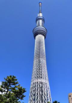 スカイツリーを見上げるの写真