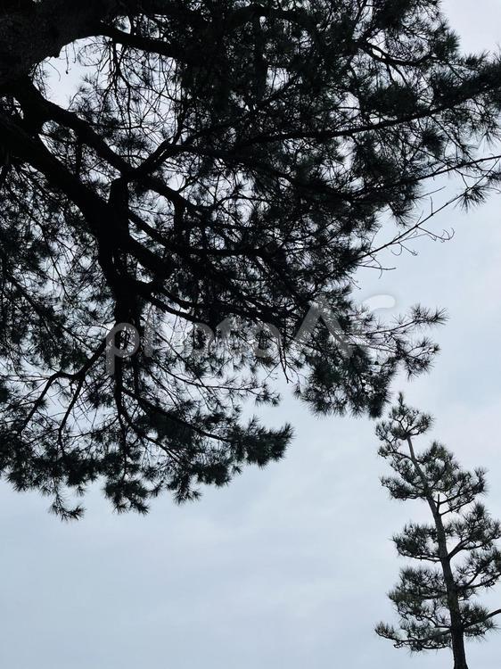 樹木 自然,木,樹木の写真素材