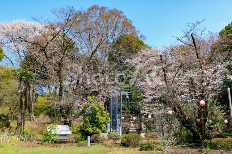 慰霊塔と桜 慰霊塔,桜,狛犬の写真素材