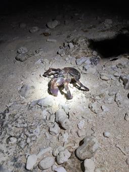石垣島のヤシガニ 石垣島のヤシガニの写真