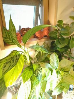 観葉植物 玄関〜吹き抜け 水槽 熱帯魚 観葉植物 玄関〜吹き抜け 水槽 熱帯魚 観葉植物,飾り付け,飾付の写真素材