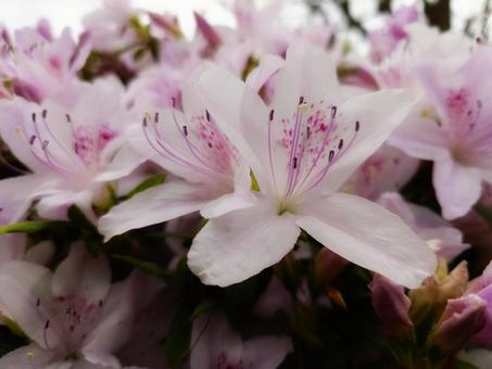 Azalea close-up, JPG Azalea close-up, JPG