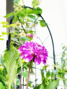 ピンクのダリア ピンクのダリア ダリア,花,植物の写真素材