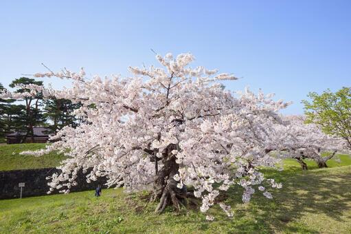 五稜郭公園の桜 ソメイヨシノ,染井吉野,五稜郭の写真素材
