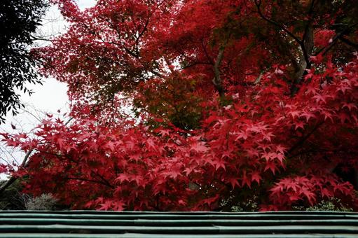 北鎌倉の紅葉の写真