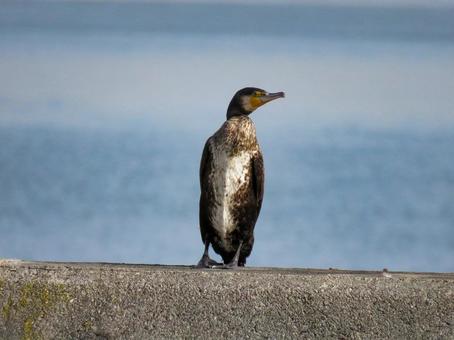 防波堤に佇むカワウ 防波堤に佇むカワウ カワウ,野鳥,動物の写真素材
