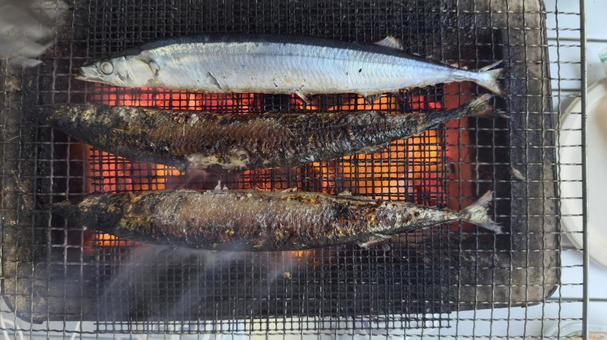 秋刀魚(さんま)を炭火で網焼き 秋刀魚(さんま)を炭火で網焼き さんま,サンマ,秋刀魚の写真素材