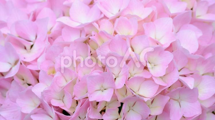 6月に咲いたピンクや青の満開の紫陽花 アジサイ,鮮やか,カラフルの写真素材