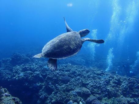 沖縄のウミガメ ウミガメ,うみがめ,海亀の写真素材