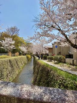 花道 花道 桜,さくら,春の写真素材