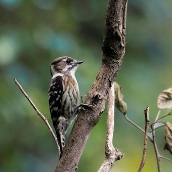コゲラ コゲラ コゲラ,野鳥,バードウォッチングの写真素材