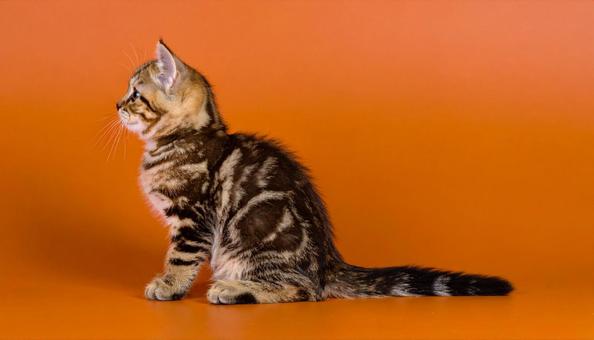 虎柄の子猫のポートレート キジトラ 虎柄の子猫のポートレート キジトラの写真