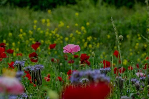 こうのす花まつり2025年 こうのす花まつり2025年の写真