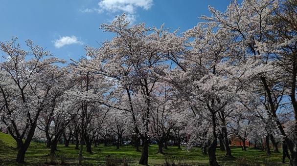 春の公園 春の公園 桜,青空,公園の写真素材