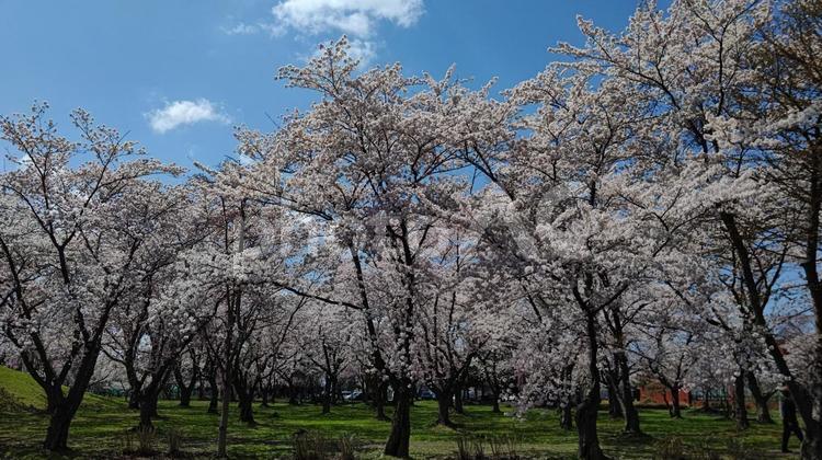 春の公園 桜,青空,公園の写真素材