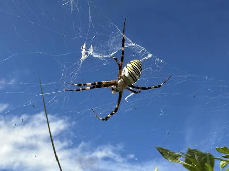 ナガコガネグモ ナガコガネグモの写真