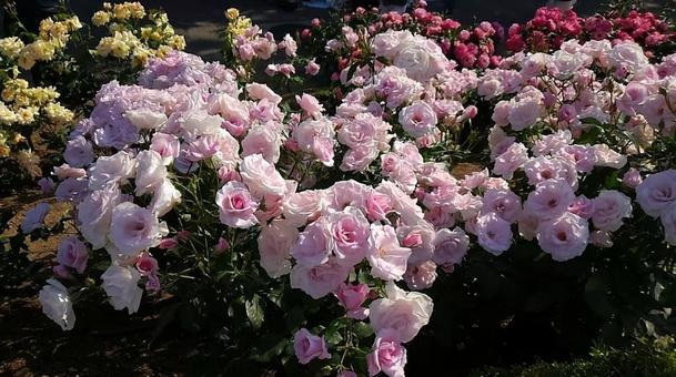 バラ　中之島公園にて バラ,中之島,公園の写真素材