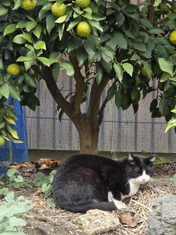 地域猫 猫,ネコ,地域猫の写真素材