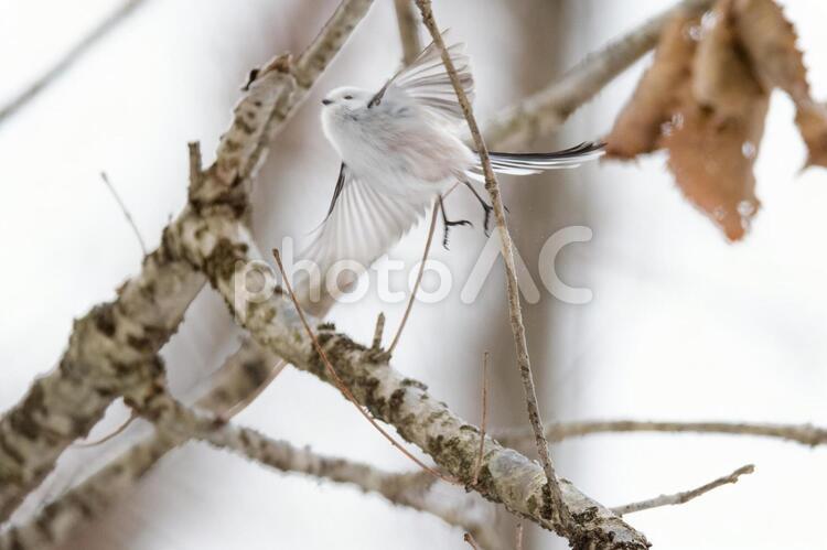 シマエナガの飛翔 シマエナガ,小鳥,野鳥の写真素材