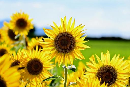 夏のひまわり畑の一輪 ひまわり,花,夏の写真素材