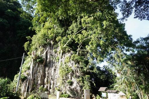 Photo, wood, rock top, root of a tree, 