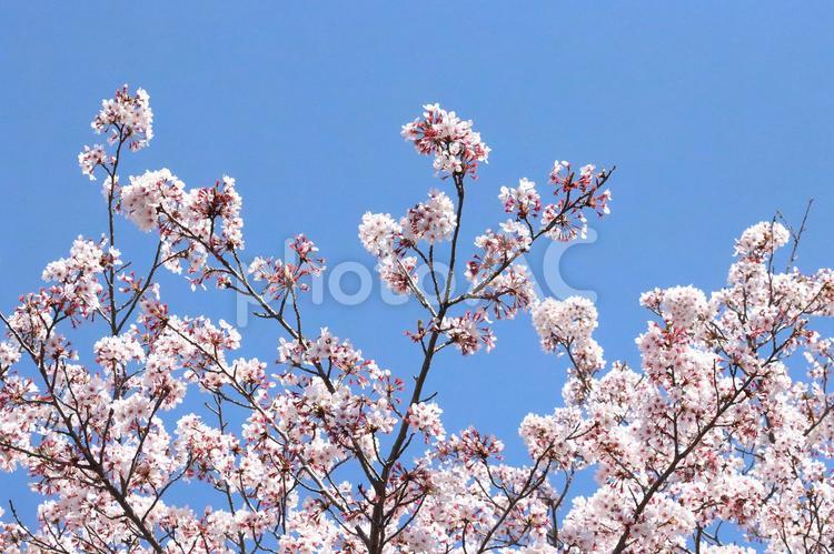 さくらソメイヨシノ 花,さくら,桜の写真素材